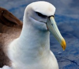 Closeup Portrait Of An Albatross Photo By: Ed Dunens Https://Creativecommons.org/Licenses/By/2.0/