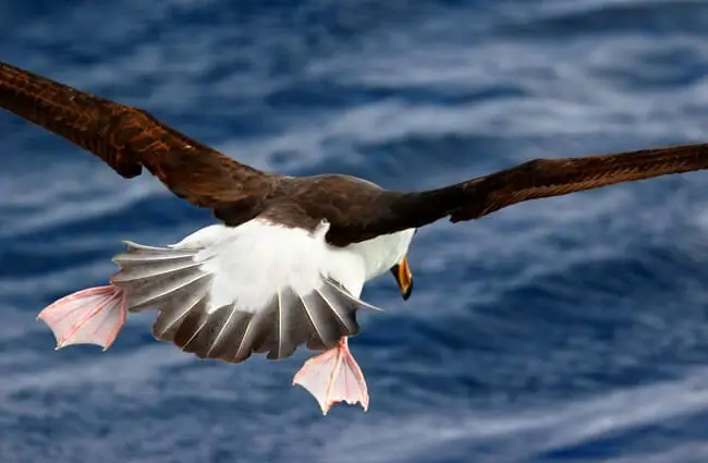Albatross in flight Photo by: Ed Dunens https://creativecommons.org/licenses/by/2.0/