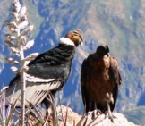 A Pair Of Andean Condors Photo By: Tjabeljan Https://Creativecommons.org/Licenses/By/2.0/