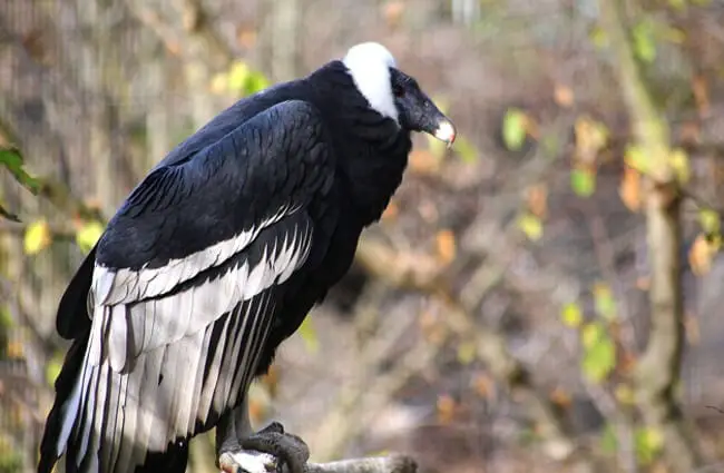 Andean Condor on a branch Photo by: Jean https://creativecommons.org/licenses/by/2.0/