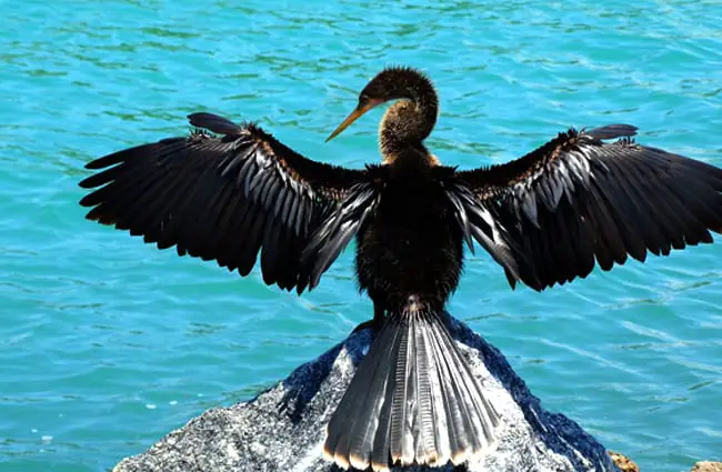 Anhinga Snakebird showing off his wingspan Photo by: Linda Roisum (public domain) https://pixabay.com/photos/anhinga-bird-wildlife-water-nature-1539516/