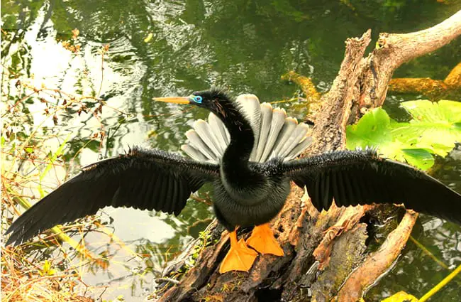 Showoff Anhinga!Photo by: Yinan Chen (public domain)//pixabay.com/photos/anhinga-bird-fly-wings-feather-347241/