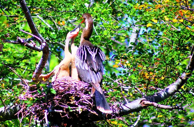 Female Anhinga feeding her chicks Photo by: cuatrok77 https://creativecommons.org/licenses/by-sa/2.0/