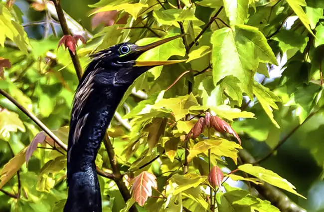 Anhinga Portrait Photo by: Charles Patrick Ewing https://creativecommons.org/licenses/by-sa/2.0/