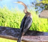Female Anhinga Photo By: Cuatrok77 Https://Creativecommons.org/Licenses/By-Sa/2.0/