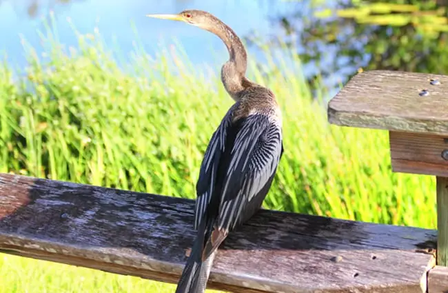 Female Anhinga Photo by: cuatrok77 https://creativecommons.org/licenses/by-sa/2.0/