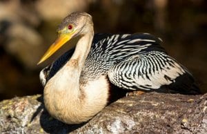 Anhinga photographed at Everglades National ParkPhoto by: Gerry Zamboninihttps://creativecommons.org/licenses/by-sa/2.0/