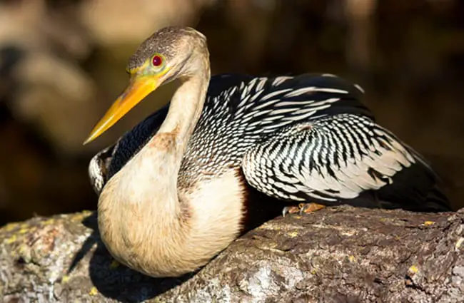 Anhinga photographed at Everglades National ParkPhoto by: Gerry Zamboninihttps://creativecommons.org/licenses/by-sa/2.0/