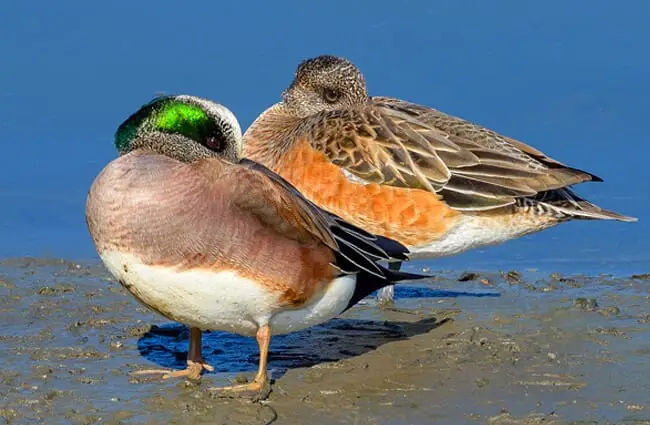 Mated pair of American Wigeons Photo by: Marshal Hedin https://creativecommons.org/licenses/by/2.0/