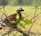 Bobwhite Quail - Georgia’s Official State Gamebird Photo By: U.s. Fish And Wildlife Service Headquarters Https://Creativecommons.org/Licenses/By/2.0/ 