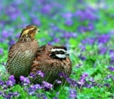 Northern Bobwhite Quail Photo By: U.s. Fish And Wildlife Service Headquarters Https://Creativecommons.org/Licenses/By/2.0/