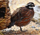 Bobwhite Quail Posing For A Quick Picphoto By: Laura Wolfhttps://Creativecommons.org/Licenses/By/2.0/