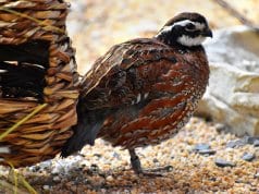 Bobwhite Quail posing for a quick picPhoto by: Laura Wolfhttps://creativecommons.org/licenses/by/2.0/