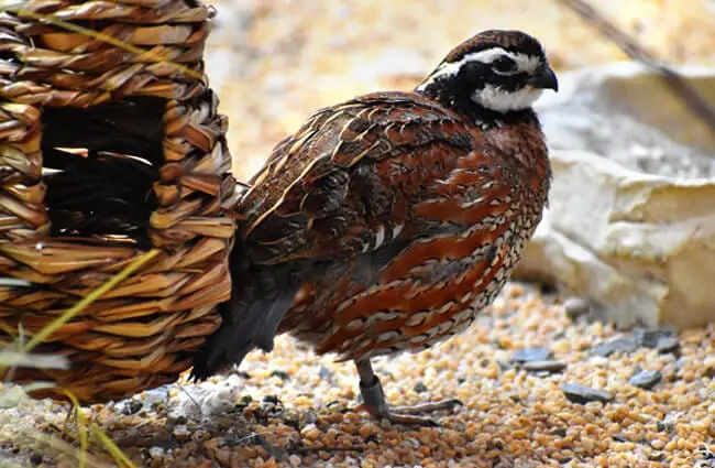 bobwhite-quail-description-habitat-image-diet-and-interesting-facts