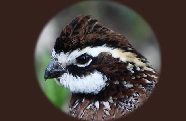 Portrait of a Bobwhite Quail released in the Georgia Bobwhite Quail Initiative. Photo by: Les Howard https://creativecommons.org/licenses/by/2.0/ 