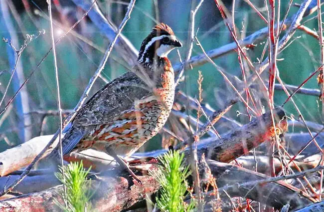 Northern Bobwhite Quail in the dawn light Photo by: Jerry Oldenettel https://creativecommons.org/licenses/by/2.0/