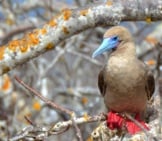 Galapagos Islands Red-Footed Booby Photo By: Pen_Ash Https://Pixabay.com/Photos/Galapagos-Islands-Red-Footed-Booby-2380428/