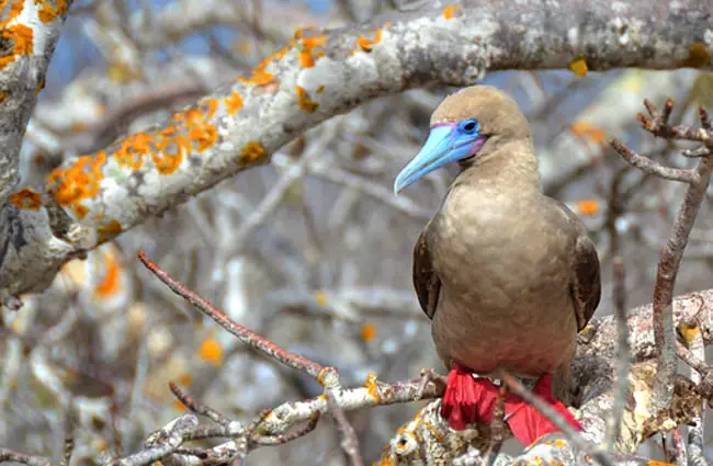 Galapagos Islands Red-Footed Booby Photo by: pen_ash https://pixabay.com/photos/galapagos-islands-red-footed-booby-2380428/