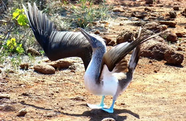Blue-Footed Booby performing a mating ritual Photo by: BelaMarie https://pixabay.com/photos/bird-blue-footed-booby-718269/