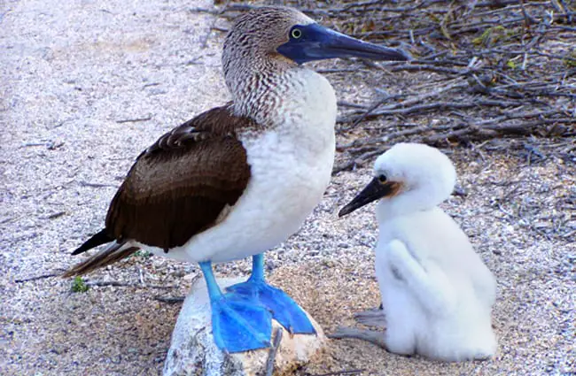 Mother Blue-Footed Booby with her chick Photo by: Dan https://creativecommons.org/licenses/by-sa/2.0/