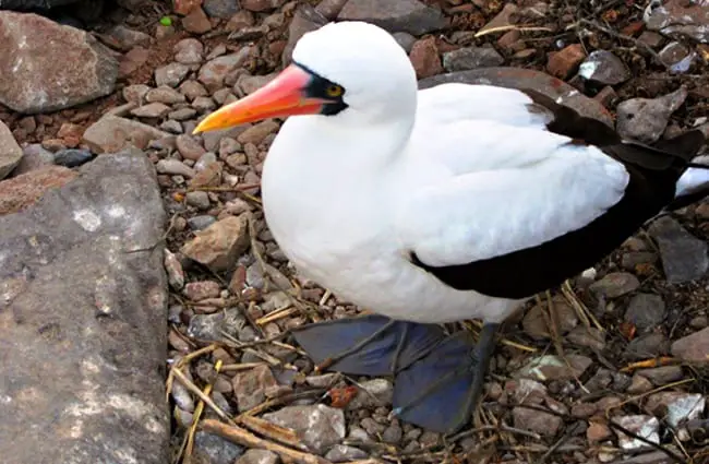 Nazca Booby Photo by: claumoho https://creativecommons.org/licenses/by-sa/2.0/