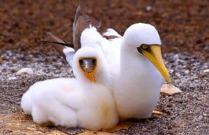 A mated pair of Masked BoobiesPhoto by: Drew Averyhttps://creativecommons.org/licenses/by-sa/2.0/