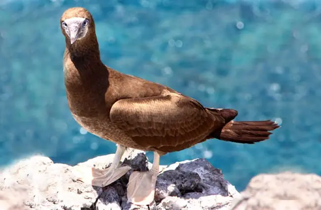 Adult Brown Booby Photo by: Drew Avery https://creativecommons.org/licenses/by-sa/2.0/