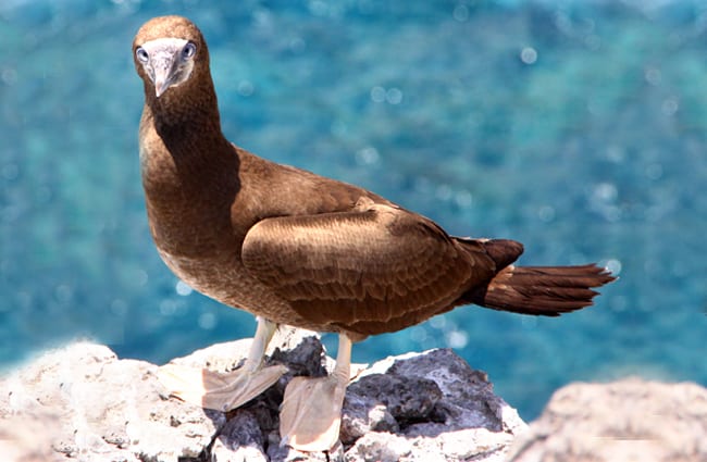 Adult Brown Booby Photo by: Drew Avery https://creativecommons.org/licenses/by-sa/2.0/