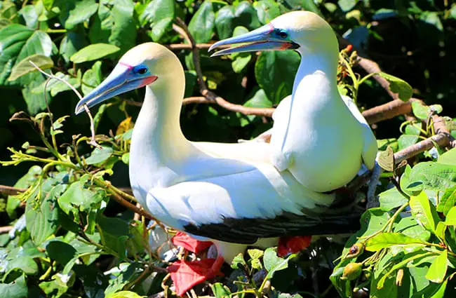 Red-Footed Booby Birds at Blackbird Caye in Belize Photo by: Adam https://creativecommons.org/licenses/by-sa/2.0/