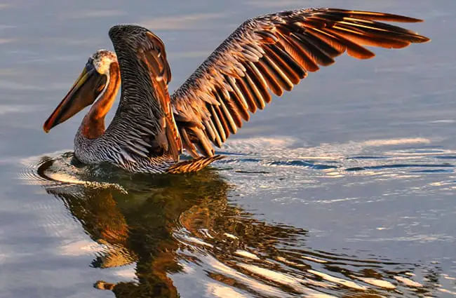 Beautiful Brown Pelican at sunset Photo by: Susan Frazier https://pixabay.com/photos/pelican-brown-bird-wildlife-nature-901006/