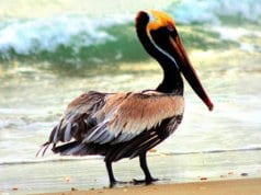 Brown Pelican in profilePhoto by: skeezehttps://pixabay.com/photos/brown-pelican-bird-wildlife-nature-1625029/