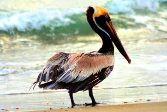 Brown Pelican in profilePhoto by: skeezehttps://pixabay.com/photos/brown-pelican-bird-wildlife-nature-1625029/