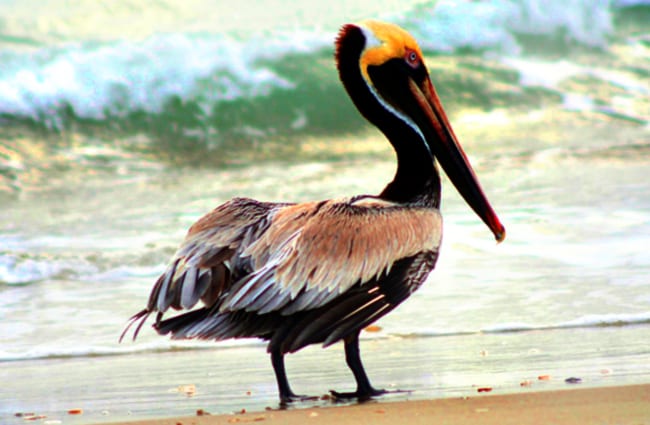 Brown Pelican in profilePhoto by: skeezehttps://pixabay.com/photos/brown-pelican-bird-wildlife-nature-1625029/