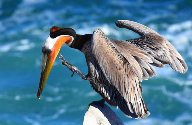 Brown Pelican balanced on a rock Photo by: Andy Reago &amp; Chrissy McClarren https://creativecommons.org/licenses/by/2.0/