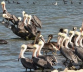 Large Flock Of Brown Pelicans Photo By: Matt Tillett Https://Creativecommons.org/Licenses/By/2.0/