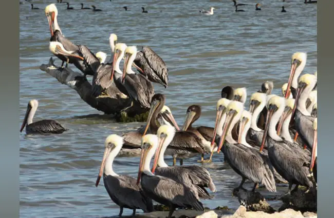 Large flock of Brown Pelicans Photo by: Matt Tillett https://creativecommons.org/licenses/by/2.0/