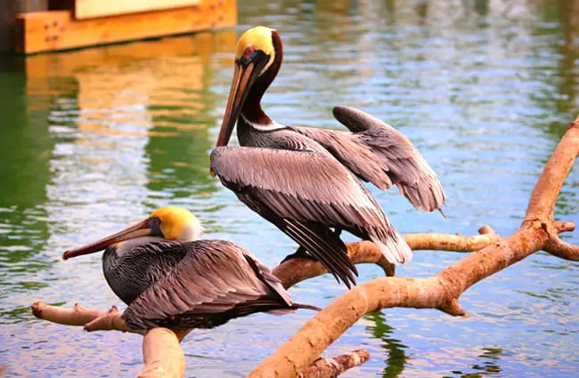 Brown Pelicans on a tree branch Photo by: cuatrok77 https://creativecommons.org/licenses/by/2.0/