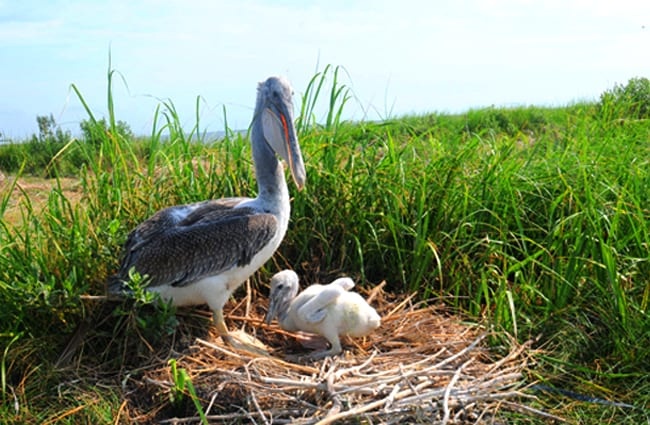 Brown Pelican and chick on nest Photo by: Pete McGowan/ U.S. Fish and Wildlife Service Northeast Region https://creativecommons.org/licenses/by/2.0/