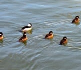 One Male Bufflehead And Five Females Photo By: San Francisco Maritime Nhp Https://Creativecommons.org/Licenses/By/2.0/