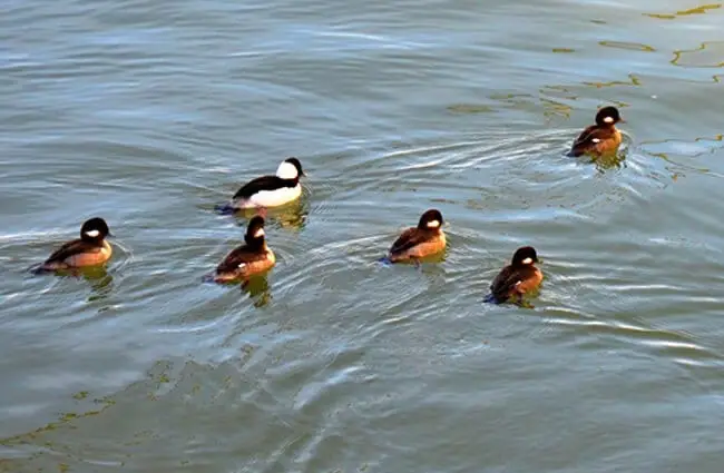 One male Bufflehead and five females Photo by: San Francisco Maritime NHP https://creativecommons.org/licenses/by/2.0/