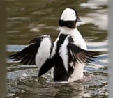 Bufflehead Drake Landing On The Lakephoto By: Kathy &Amp; Samhttps://Creativecommons.org/Licenses/By/2.0/