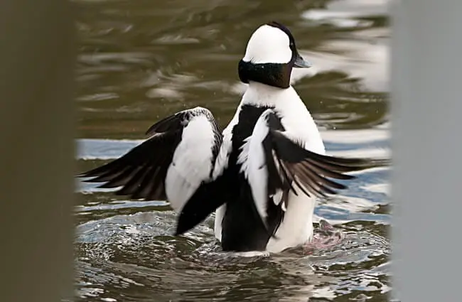 Bufflehead drake landing on the lakePhoto by: Kathy &amp; Samhttps://creativecommons.org/licenses/by/2.0/