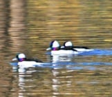 A Trio Of Bufflehead Ducks Photo By: Glyn Lowe Photoworks Https://Creativecommons.org/Licenses/By/2.0/