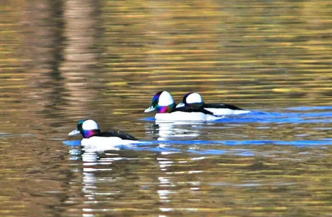 A trio of Bufflehead ducks Photo by: Glyn Lowe PhotoWorks https://creativecommons.org/licenses/by/2.0/