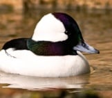 Portrait Of A Bufflehead Duck Floating On A Pondphoto By: Rennett Stowehttps://Creativecommons.org/Licenses/By/2.0/