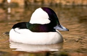 Portrait of a Bufflehead duck floating on a pondPhoto by: Rennett Stowehttps://creativecommons.org/licenses/by/2.0/