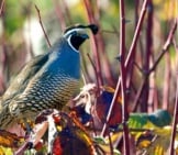 A Stunning Male California Quail Photo By: Leigh Hilbert Https://Creativecommons.org/Licenses/By-Nd/2.0/