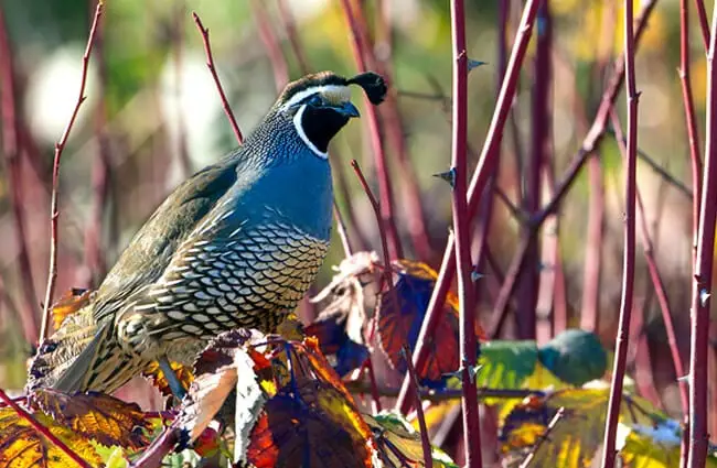 A stunning male California Quail Photo by: Leigh Hilbert https://creativecommons.org/licenses/by-nd/2.0/
