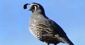 A male California Quail posted as sentryPhoto by: Phillip Cowanhttps://creativecommons.org/licenses/by-nd/2.0/