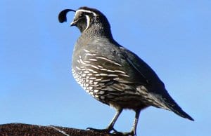 A male California Quail posted as sentryPhoto by: Phillip Cowanhttps://creativecommons.org/licenses/by-nd/2.0/